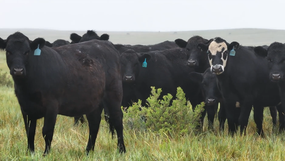 540 - Gentle, Hardworking, 1,010 lb. March Calving Heifers - Wyoming